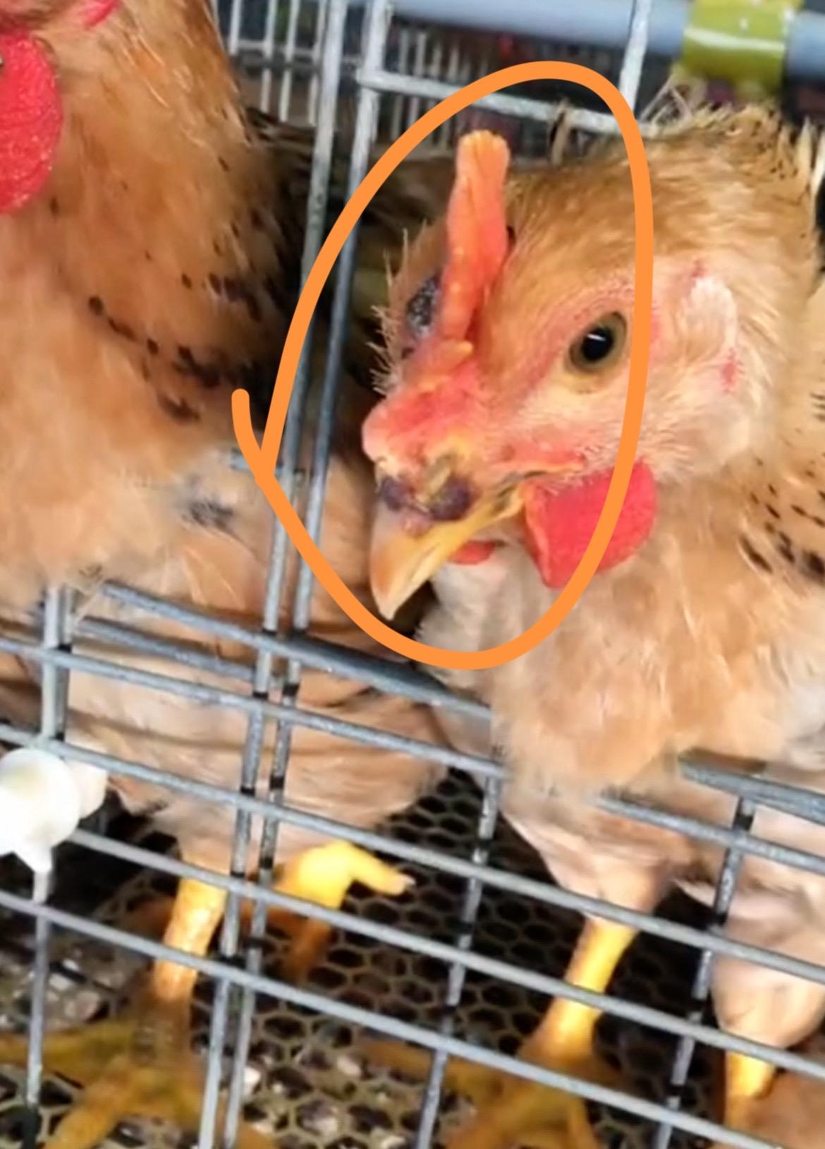 鸡有鸡痘怎么办，这个方法轻松搞定鸡痘症状 鸡痘 生态散养土鸡