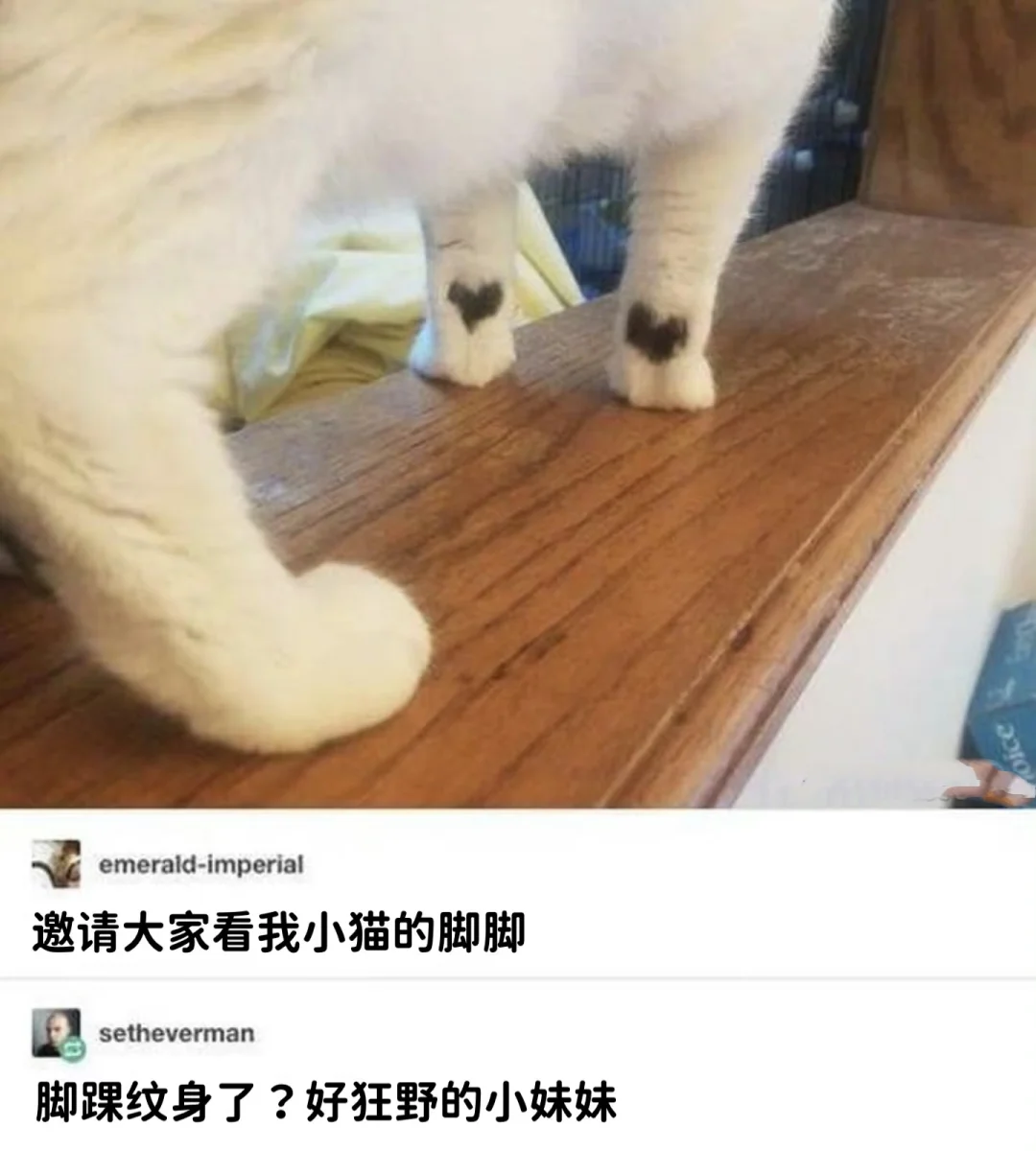 今日份的猫猫梗图 狂野小猫