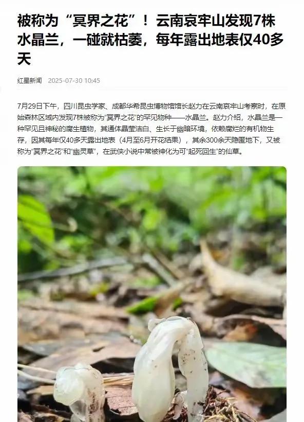 刷到哀牢山发现"冥界之花"的热搜了吗？听着吓人，其实是超美的水晶兰！
 
7月2