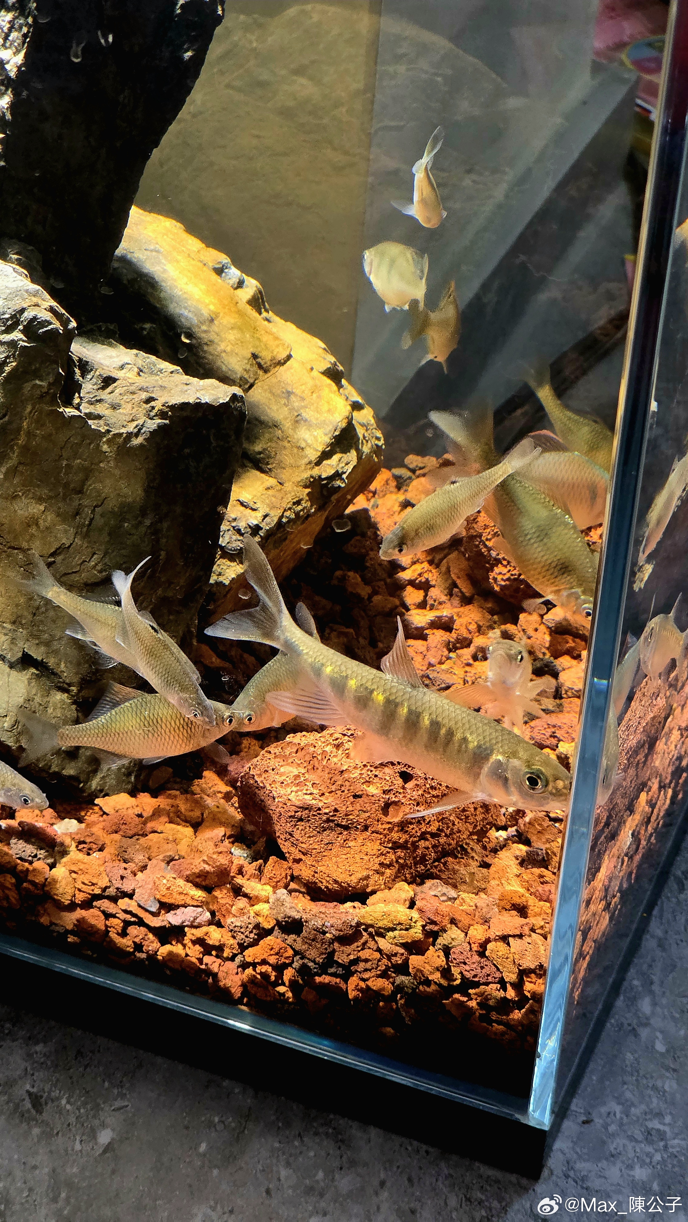 全部自己钓的小鱼🐟我的日常plog