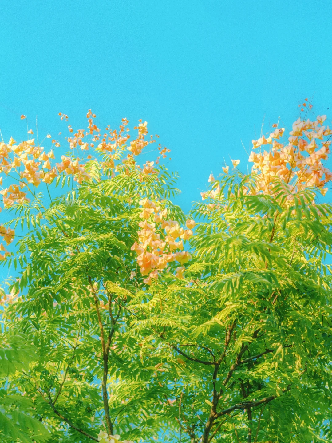 🍂｜史铁生书中的栾树