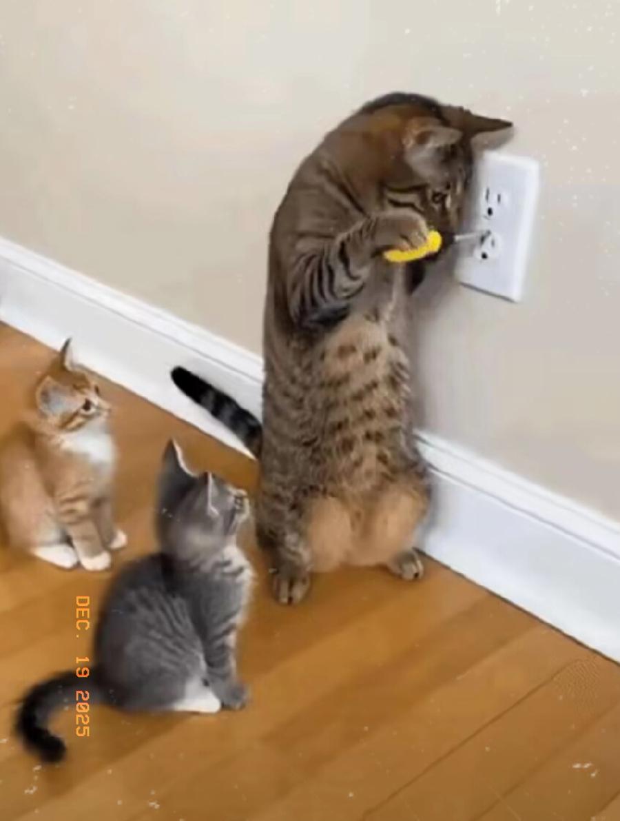 笑喷！调皮猫咪扒拉开关触电，瞬间炸毛像个蒲公英！
 
谁家的小调皮蛋又闯祸了！