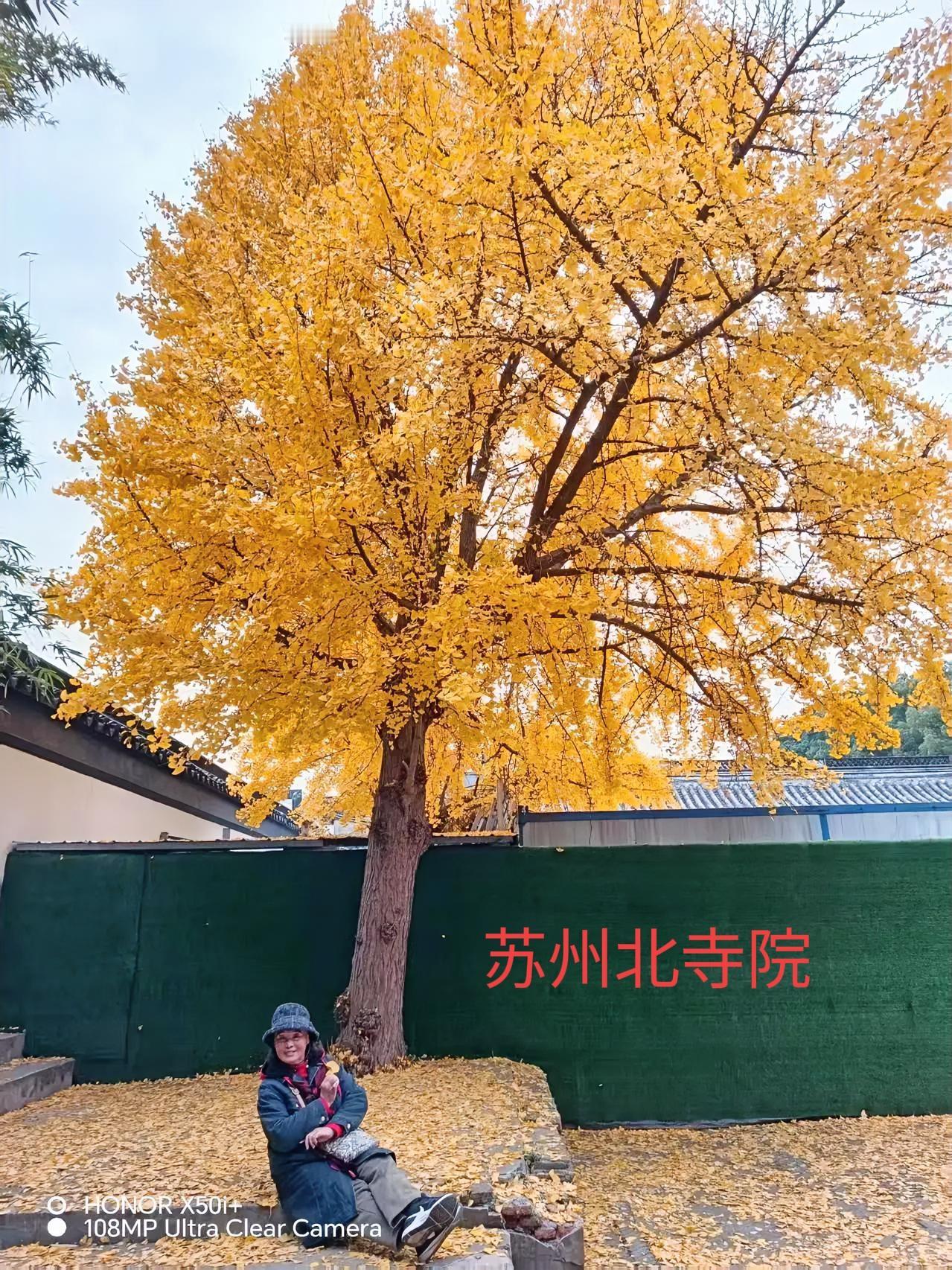 可以分享一张秋景树叶的照片吗