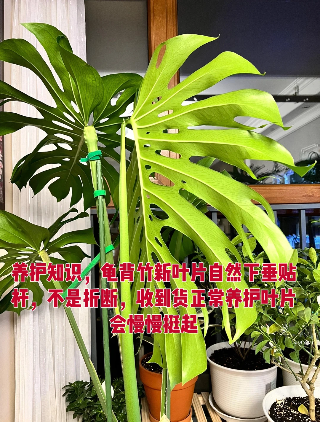 新叶片不就是自然下垂不要硬拉起来