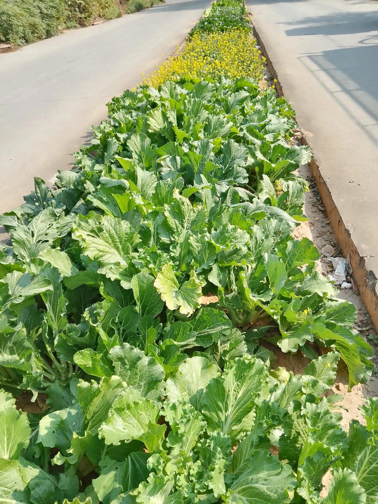 马路菜园！这说明：很多人还是热衷于种菜的，而且成就感是满满的，还有见到自己种的菜