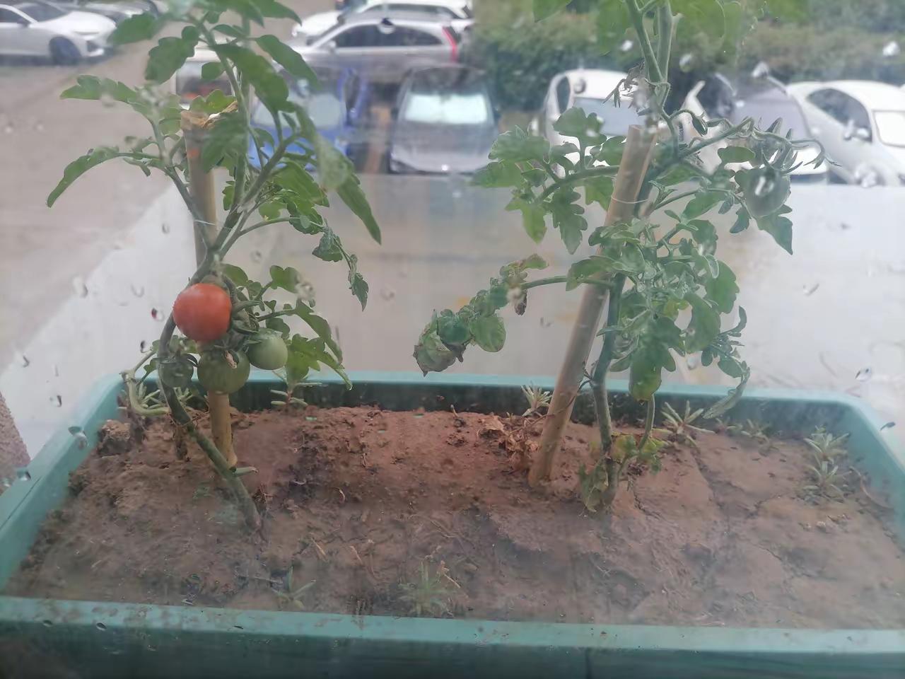 雨中阳台上的小番茄，绿意盎然，生机勃勃。