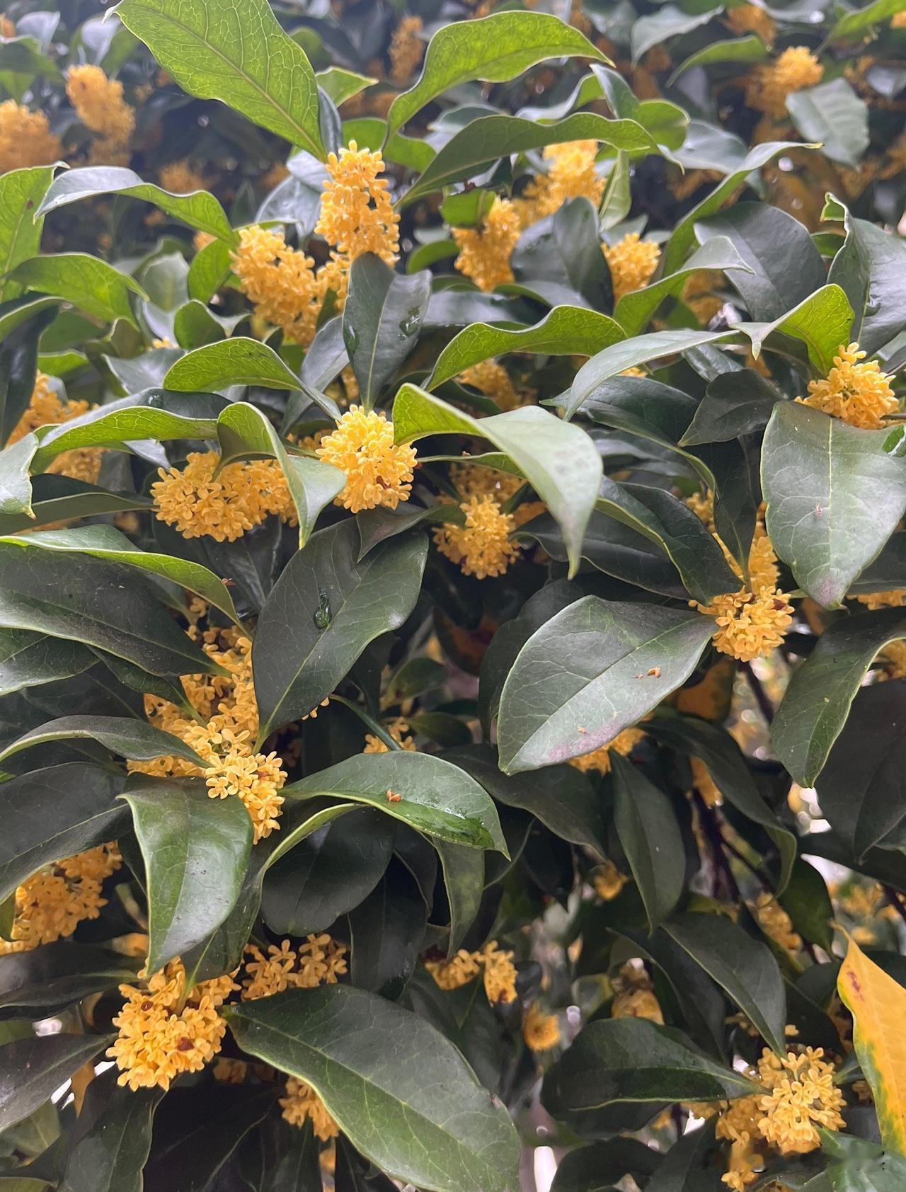 分享一下你随手拍的照片花是平等的，本无高下优劣，但是，必有差别。区分花的品类，主