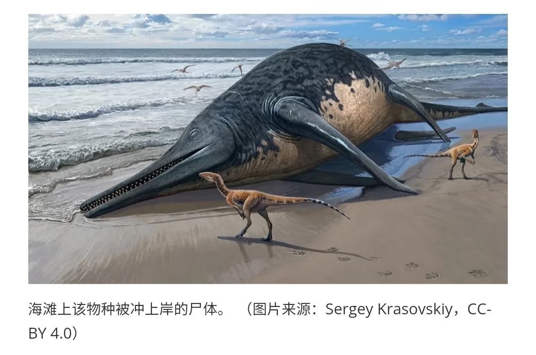 我感觉不是海怪，是大惊小怪。 