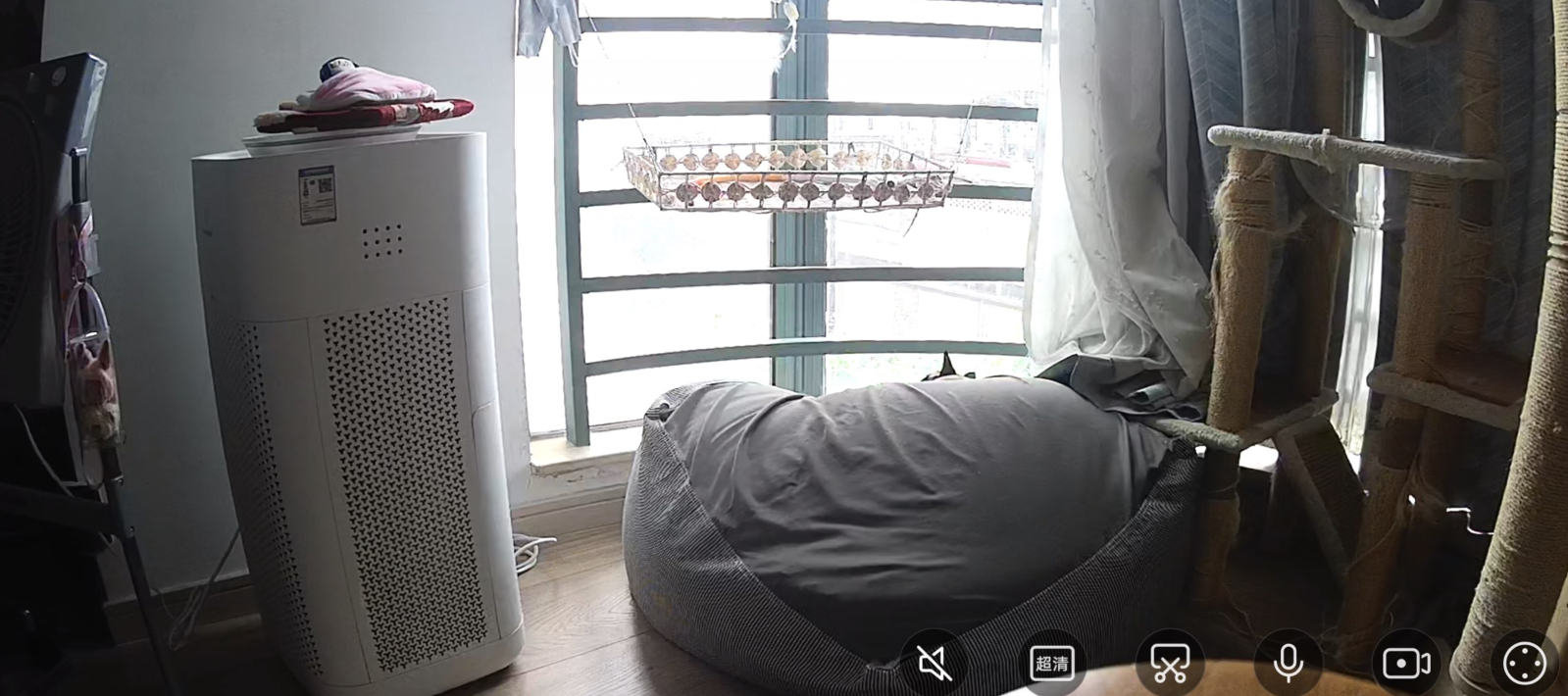 找猫 