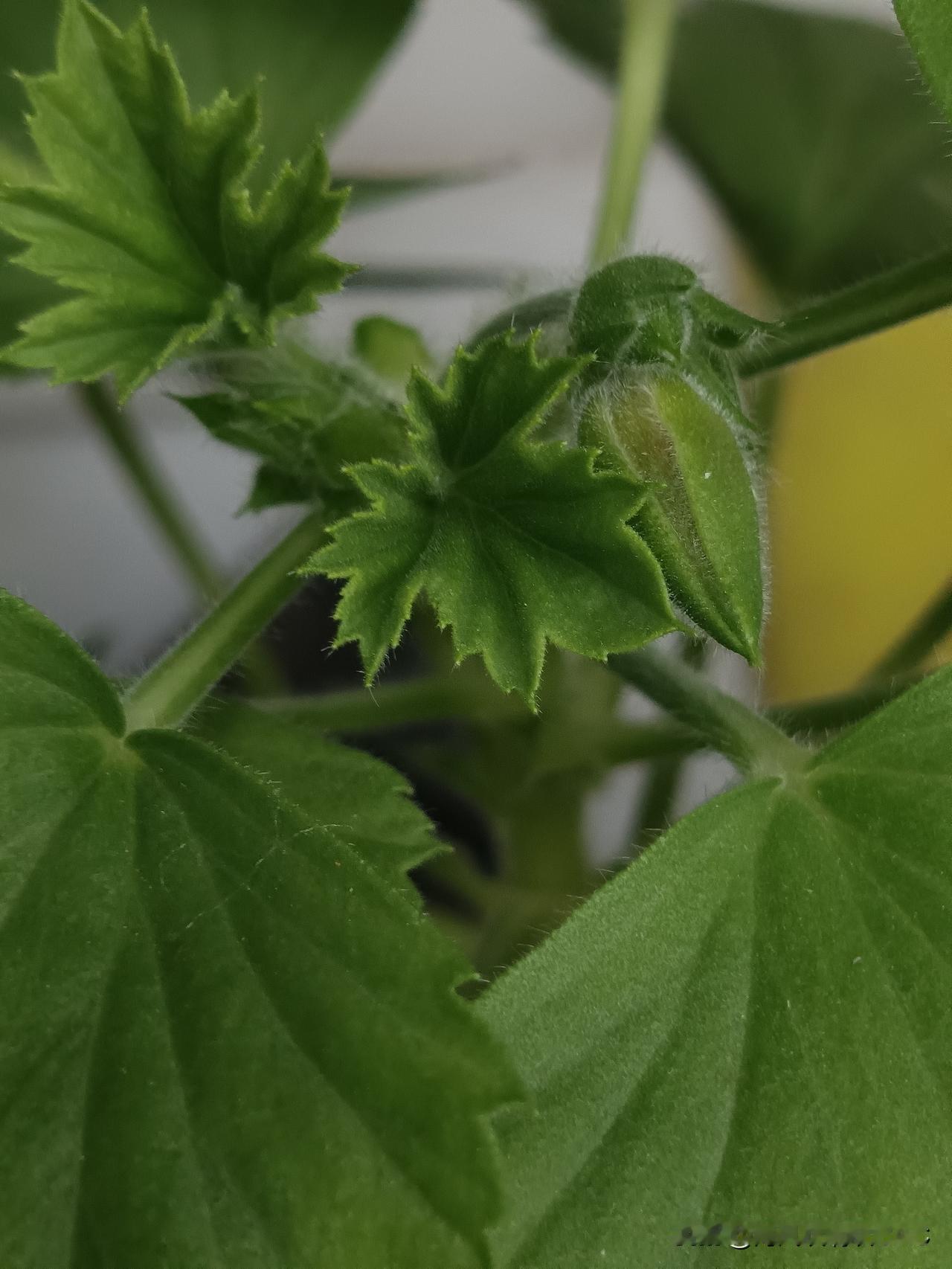 娶进门的新媳妇，来自农村比较贫困的家庭，从小没有好的生活环境，也没有良好的生活习