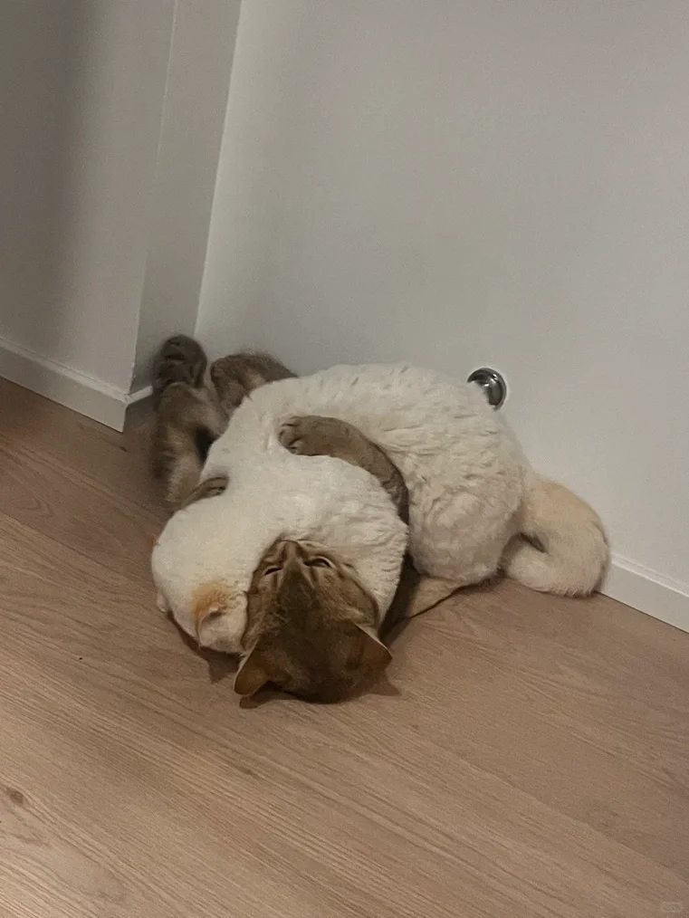 oh 早上起床先来个抱抱