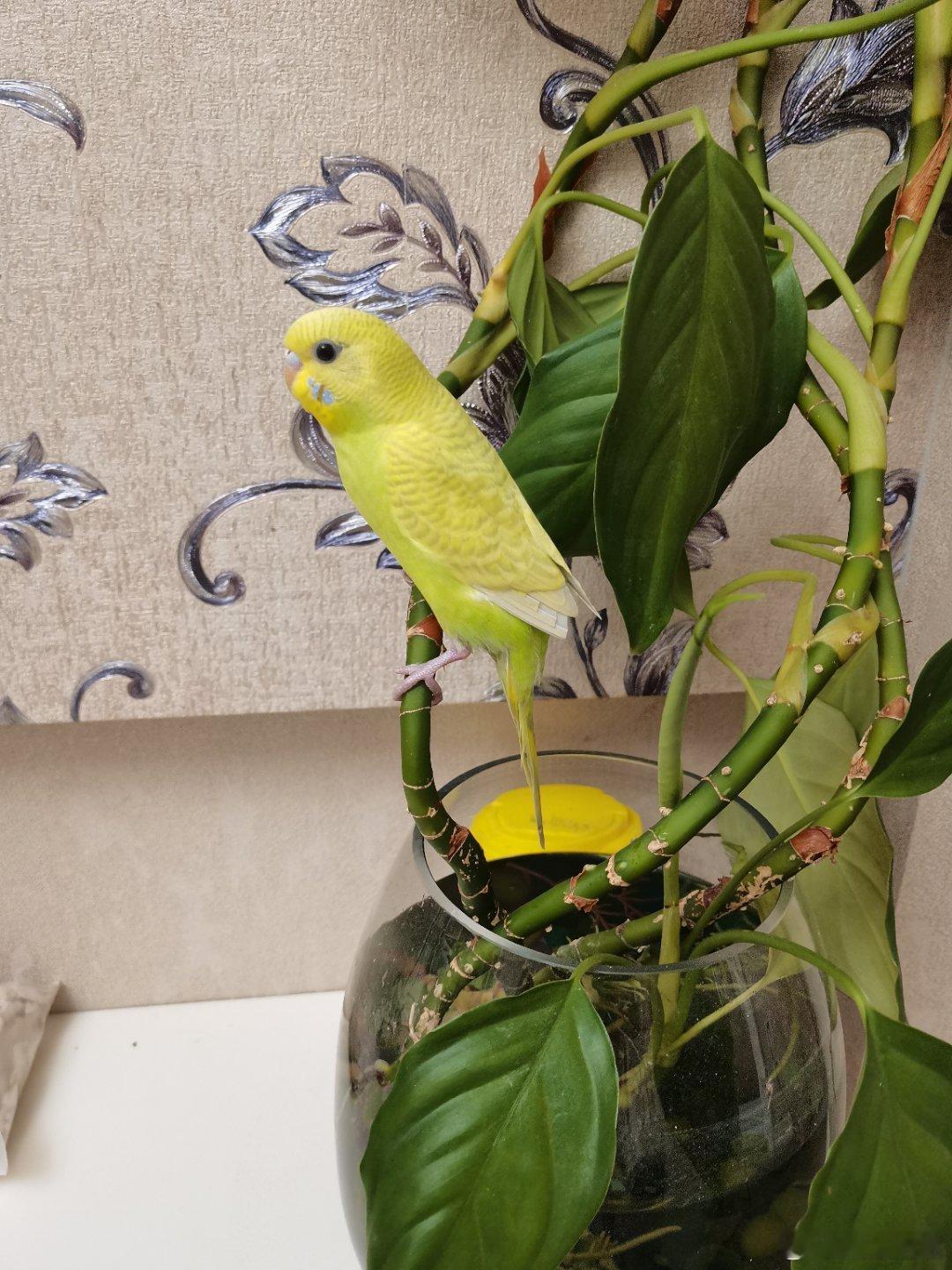 我家小鸟好可爱哦 ​​​