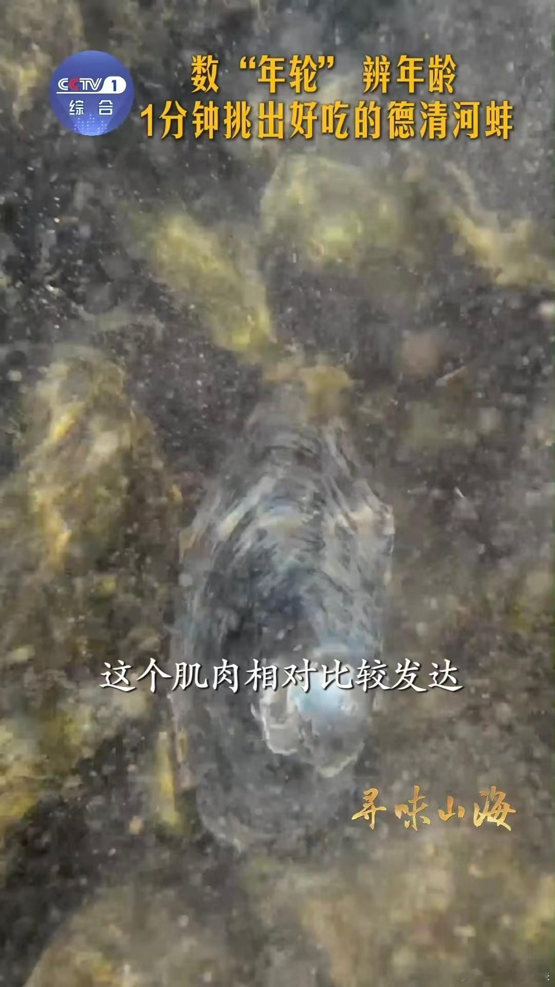 河蚌怎么溜达原来河蚌也有年轮万万没想到河蚌也有年轮！蚌壳纹路对应年龄超神奇，黄金