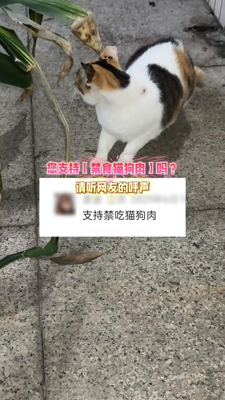 您支持禁食猫狗肉吗？请听网友的呼声。
支持禁吃猫狗肉。
