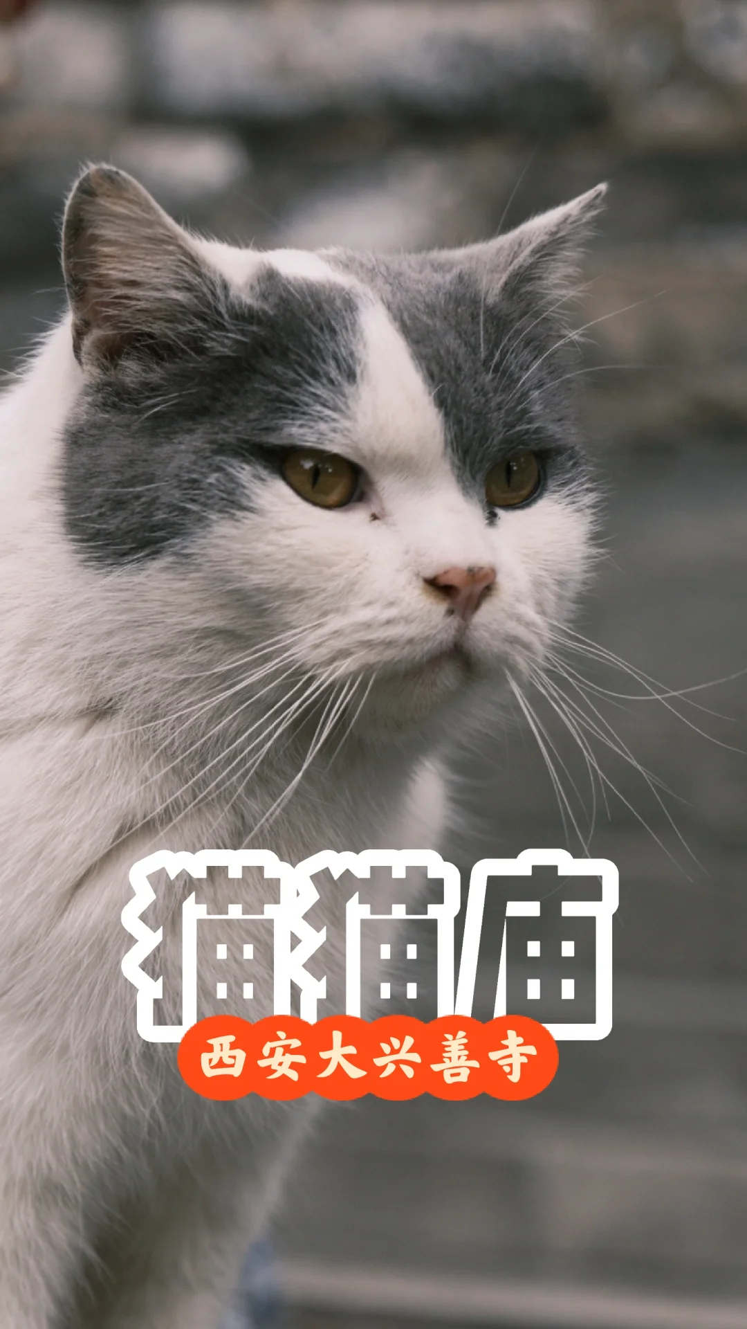 陕西游记|真正的猫猫庙|西安大兴善寺