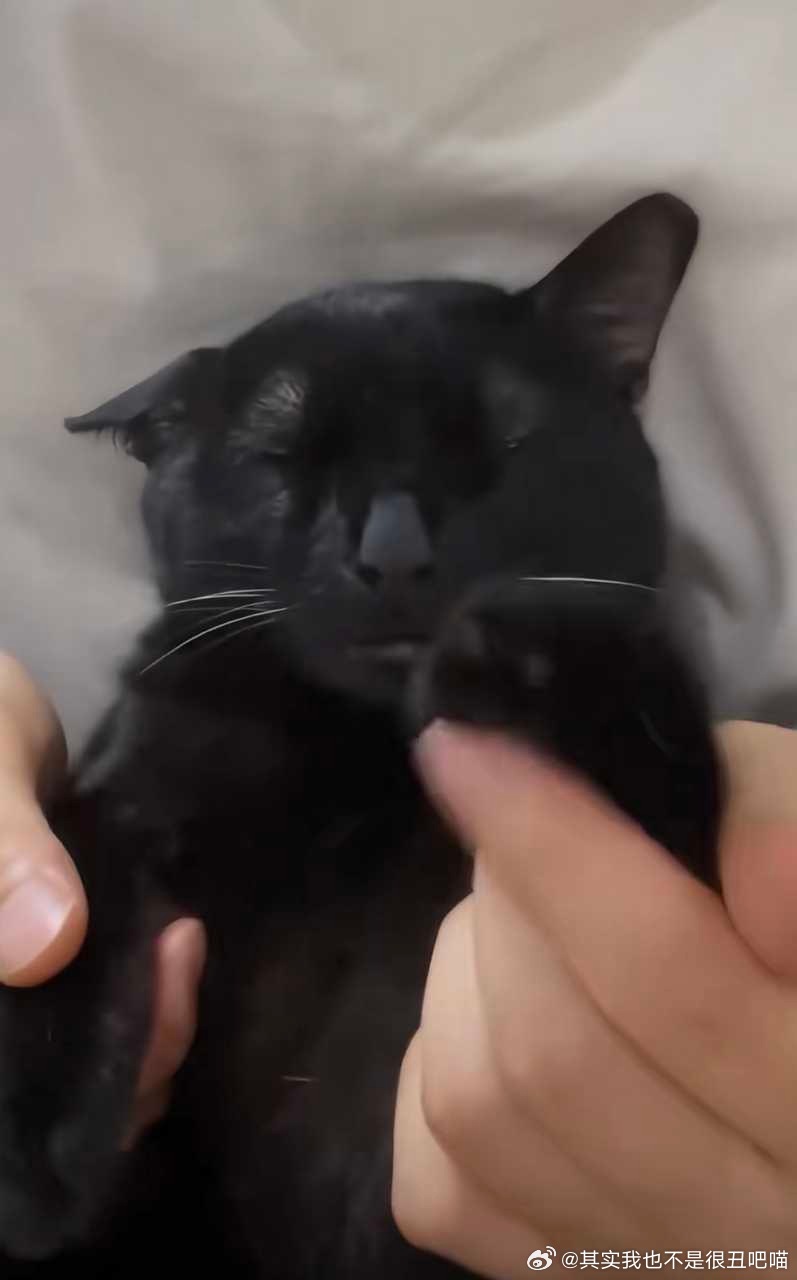 49798【丑猫】刷视频遇到的小黑猫 