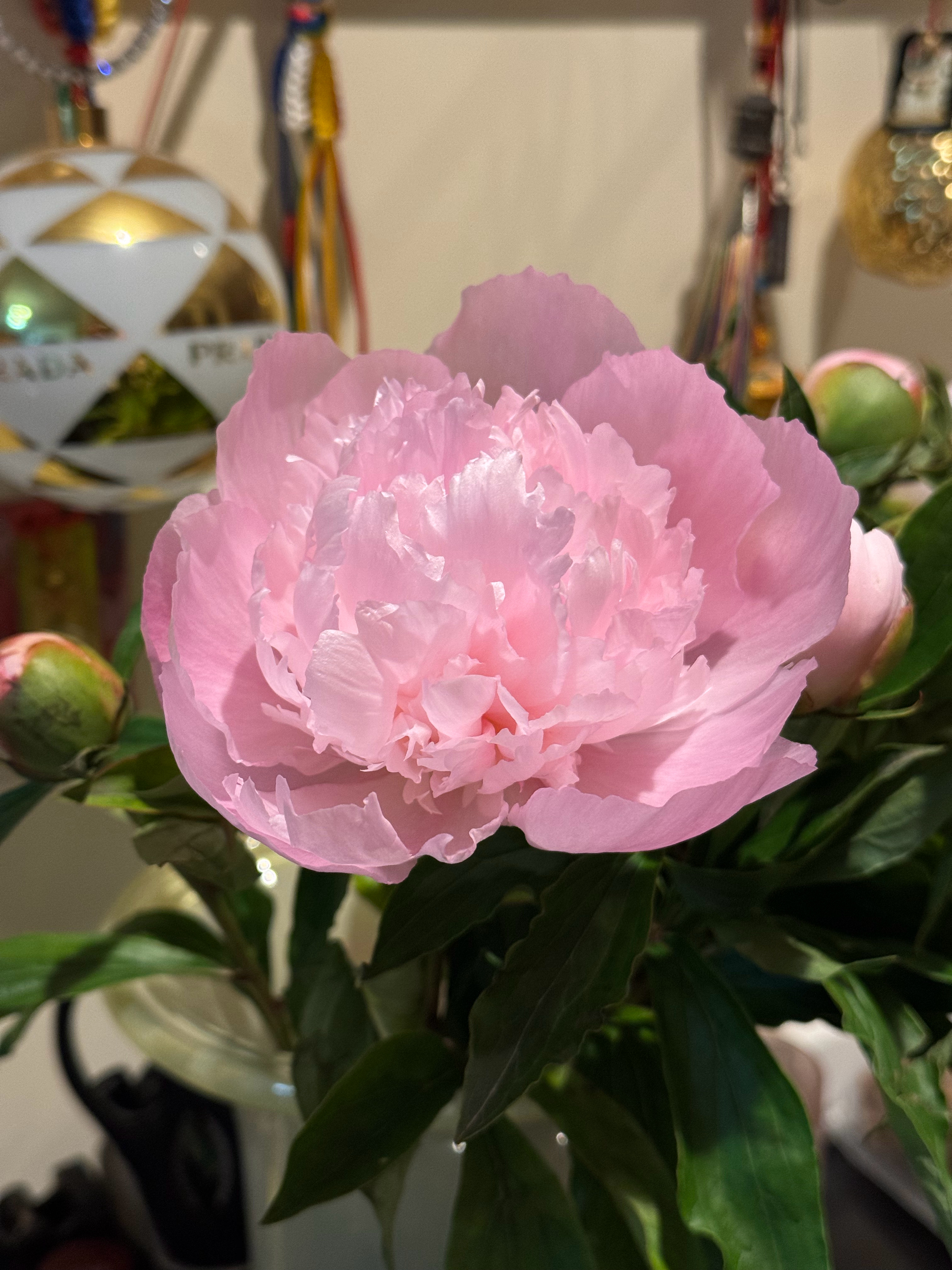 才知道芍药这么美芍药