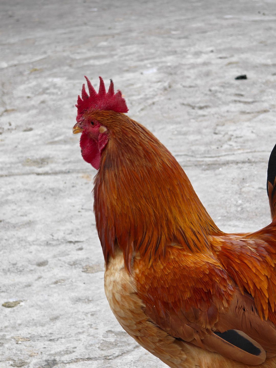 起床搬砖了每天早起打卡