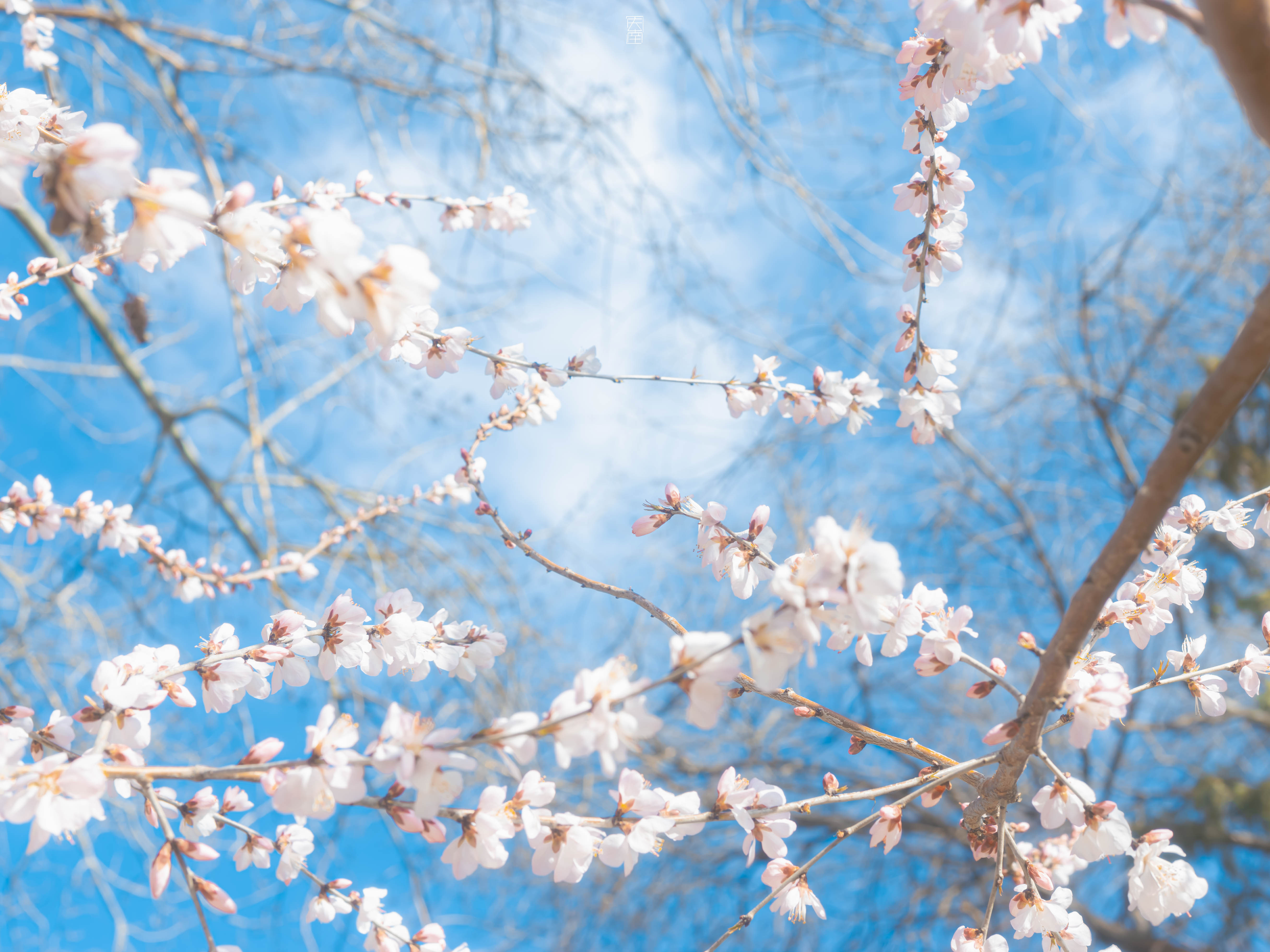步行与山野，一步一春天。🌸🌙【拍于北海公园】摄影​​​