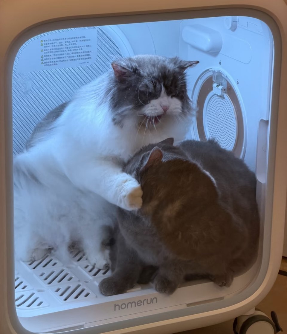 同样都是洗澡吹毛，看看我家这俩腼腆型的，再看看人家豪放型的。 