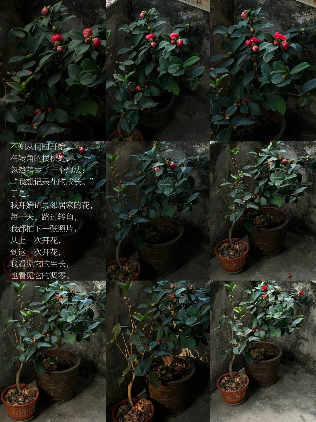 在秋天，我感受人生里失去和停滞的部分。