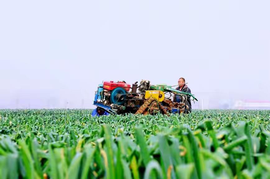 那片葱田不是航拍镜头里的绿色滤镜，而是63岁的贾守田蹲在地头，用指甲掐断葱白试脆