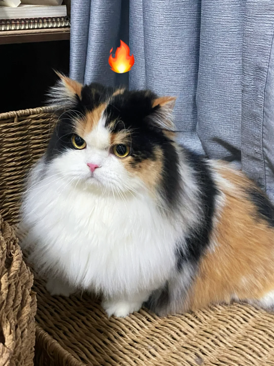 🐱：我有个脾气，现在就要发