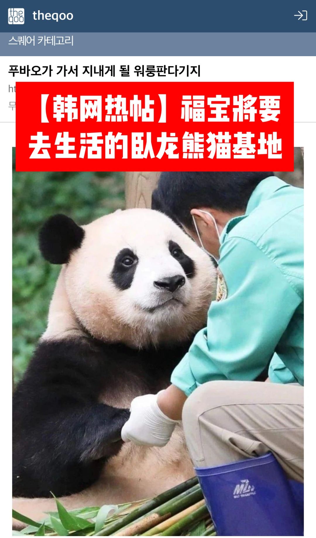 🔥韩网热帖｜福宝将要去的生活的卧龙🐼基地
