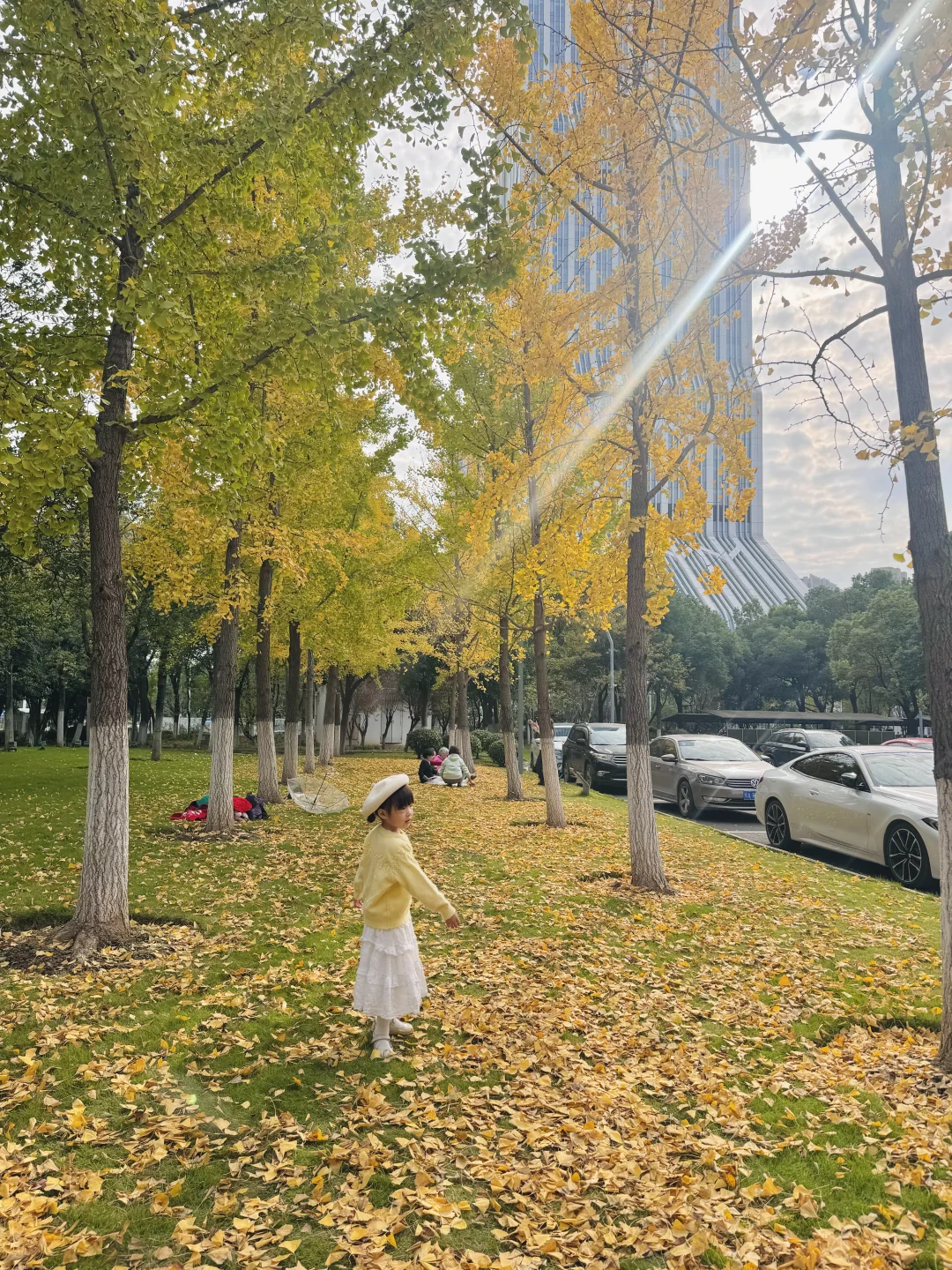 11.12市民之家银杏实况，落叶也能出片