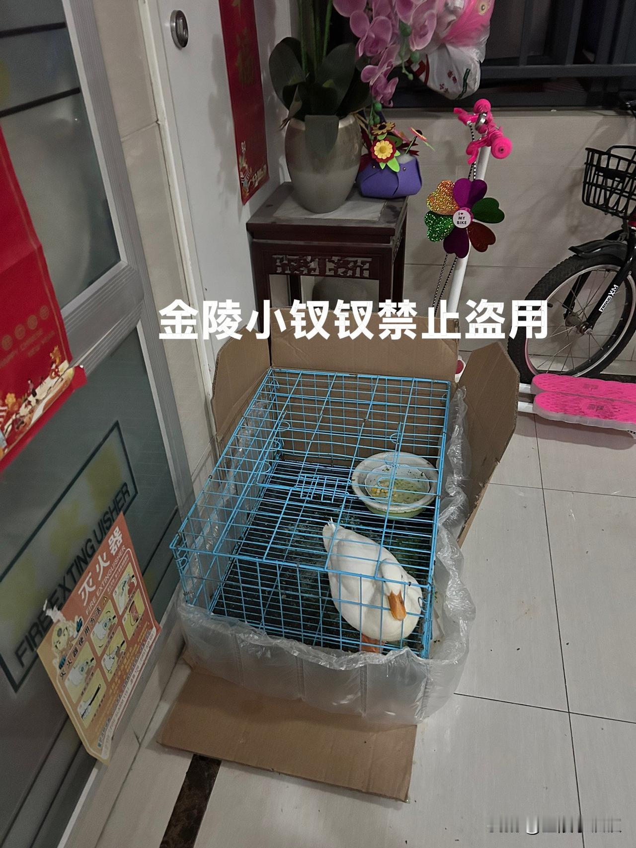 这一仗我赢了！

话说俺家鸭子，这次幸运的换了主人，每天愉快地喊着叫着，而且还认