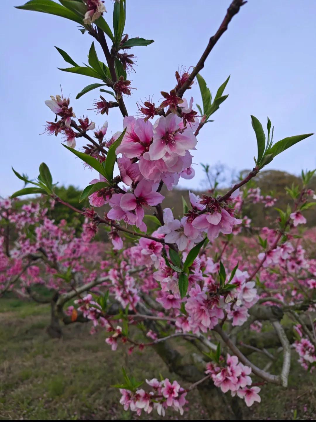 春天，是花的盛宴。桃花粉若云霞，似娇羞少女轻启朱唇；杏花洁白如雪，宛如纯洁仙子翩