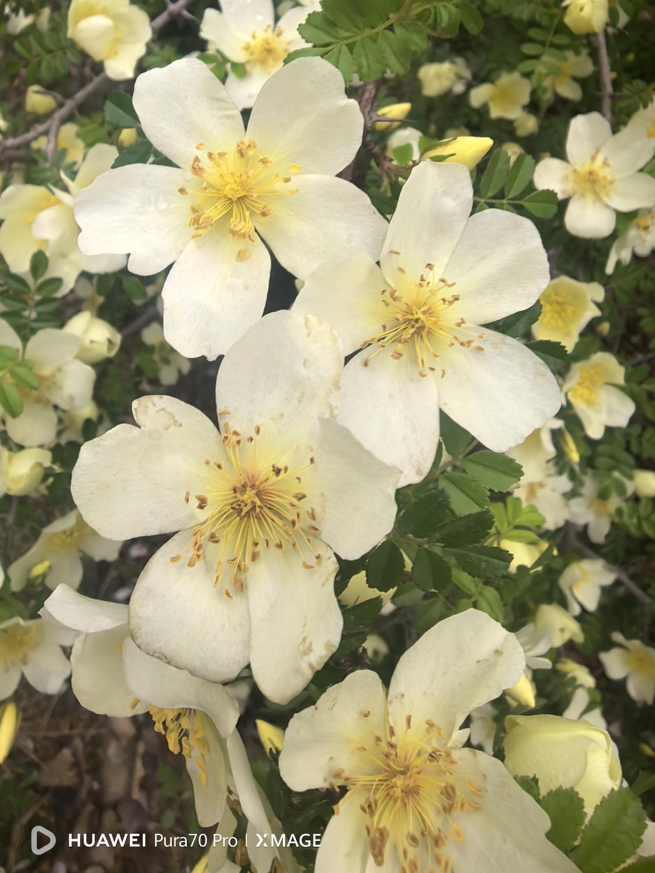教你一招，如何正确使用微头条置顶功能。

置顶微头条可有效增加优质内容的曝光时长