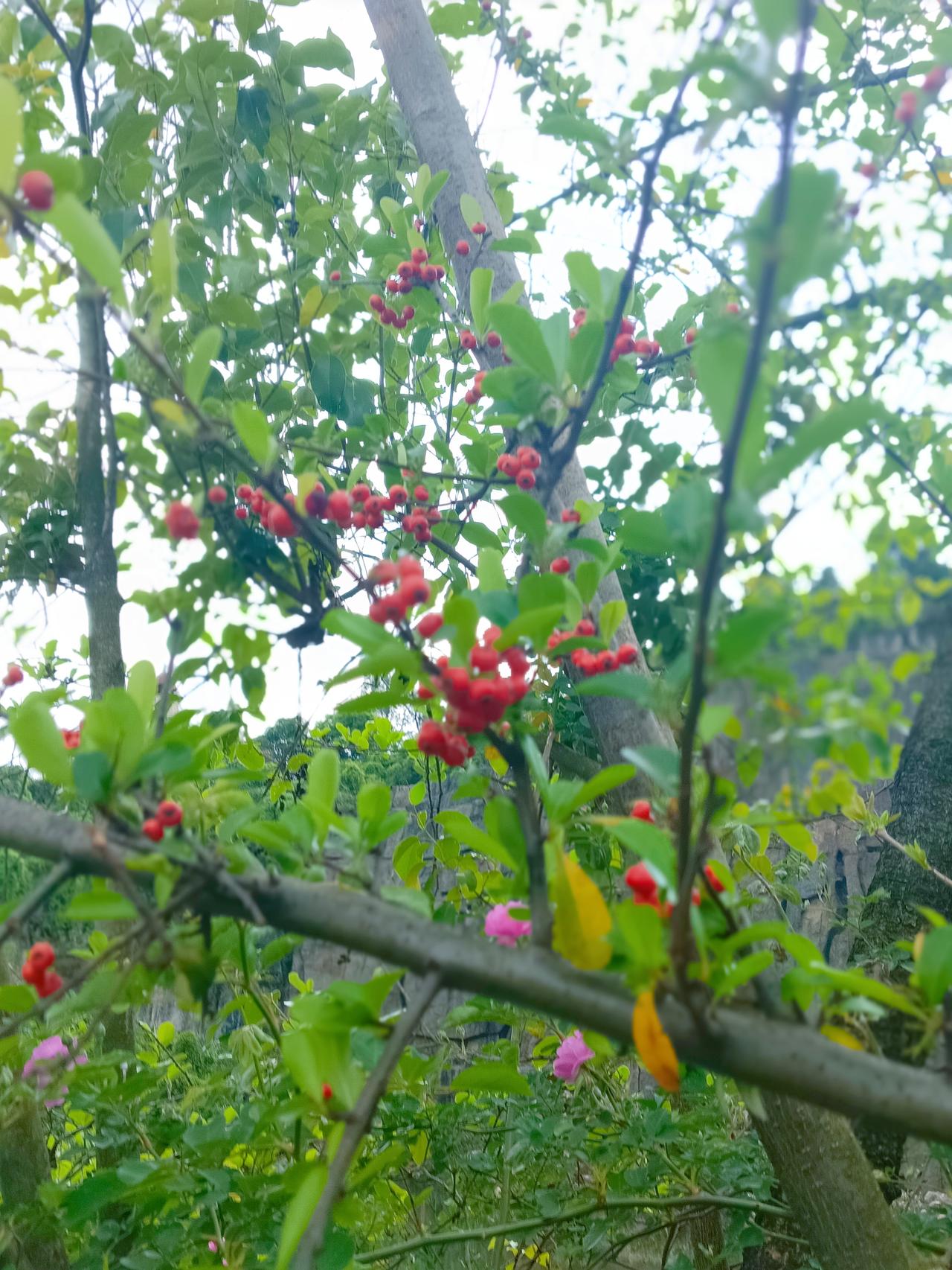 上联：年年顺顺利利
下联：岁岁平平安安