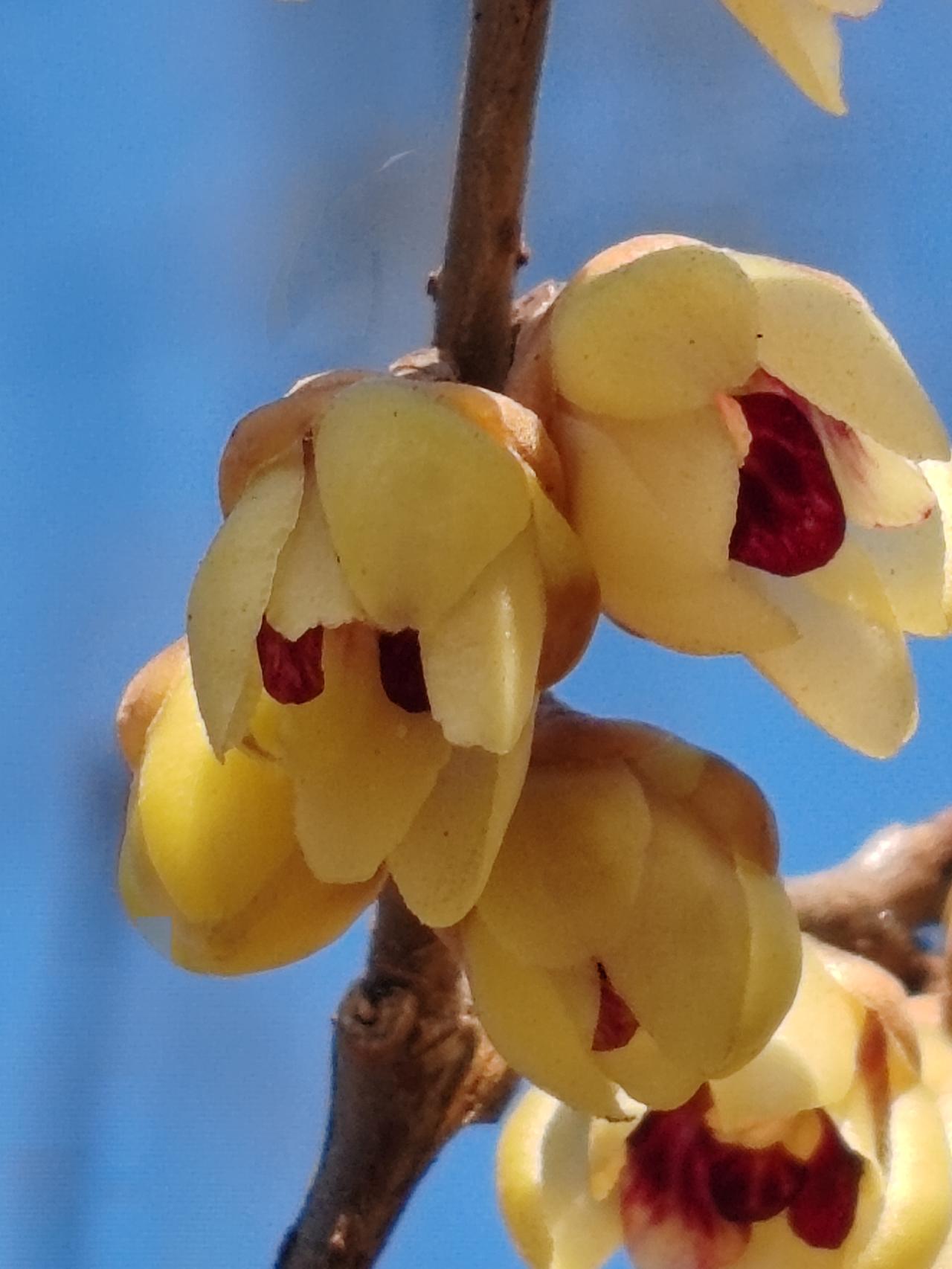 晒图笔记大赛花开初春，把美与艳献给新春。