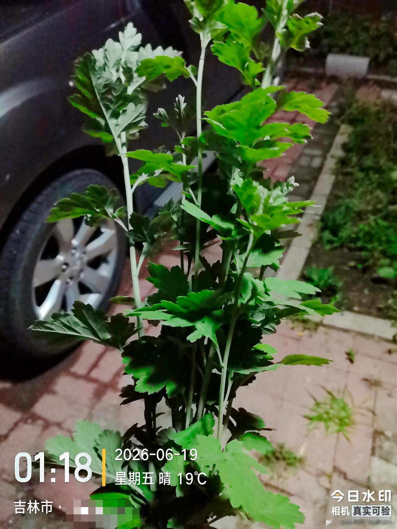 端午节与艾蒿有关的那些事情？你还有印象吗？
一、记得小时候，端午节是一定要采艾蒿