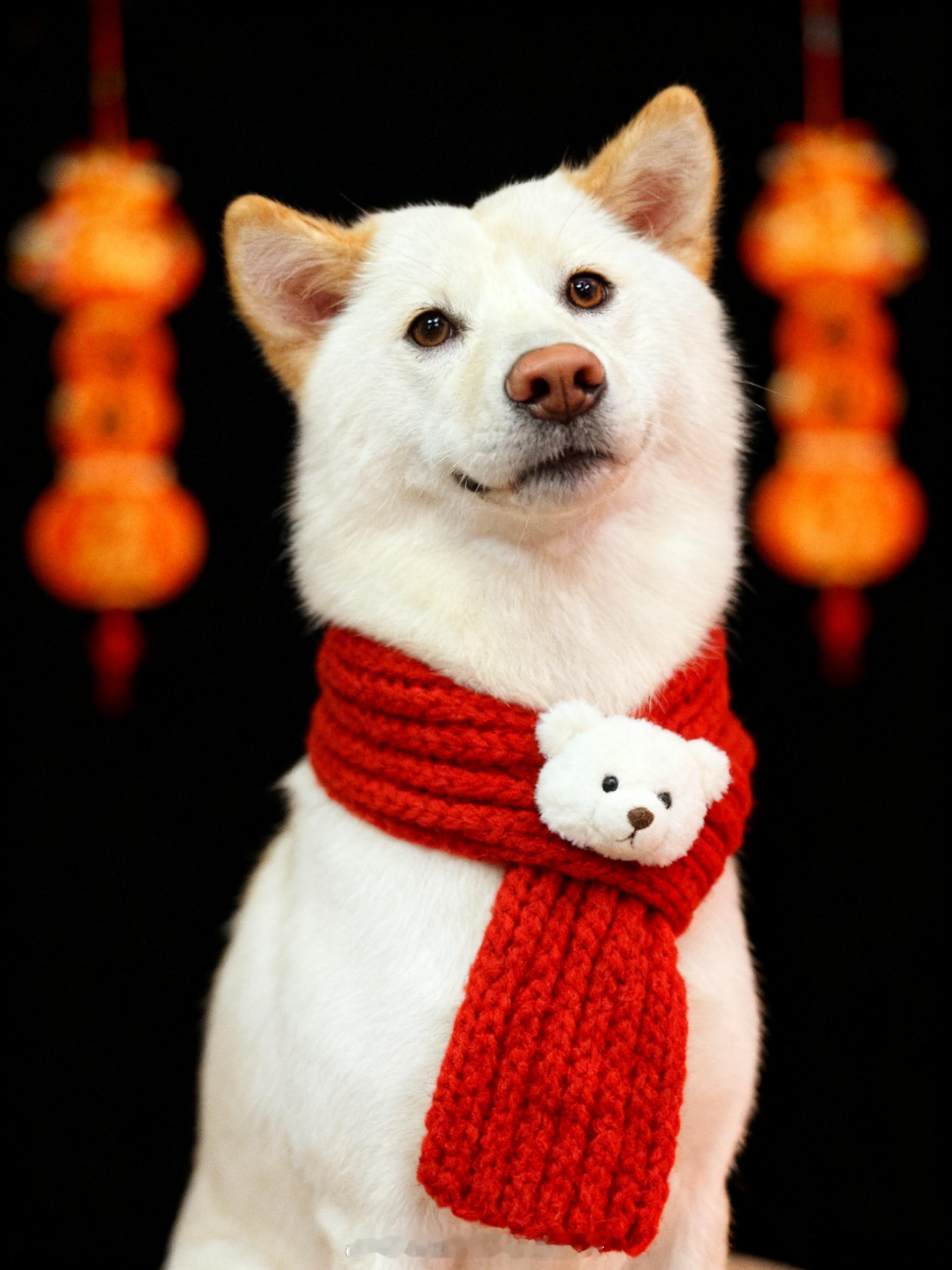 哇小铁蛋今天去洗澡宠物店给她拍的～～非常之美萌 