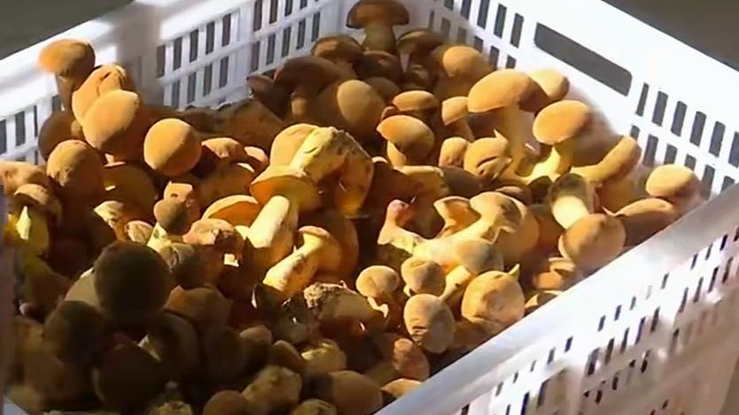 🔥火遍全国！人工见手青卖爆，买家遍布全国各地。云南人工见手青彻底出圈！安全无毒