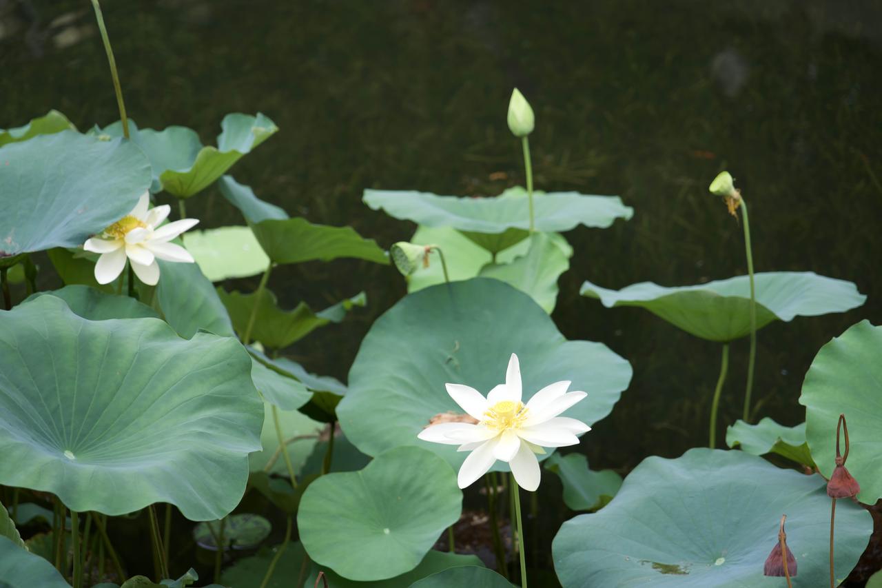 秋已至，尚有荷花不负人间
  立秋过后，总以为夏天的荷花早就开过落幕了。本来只是