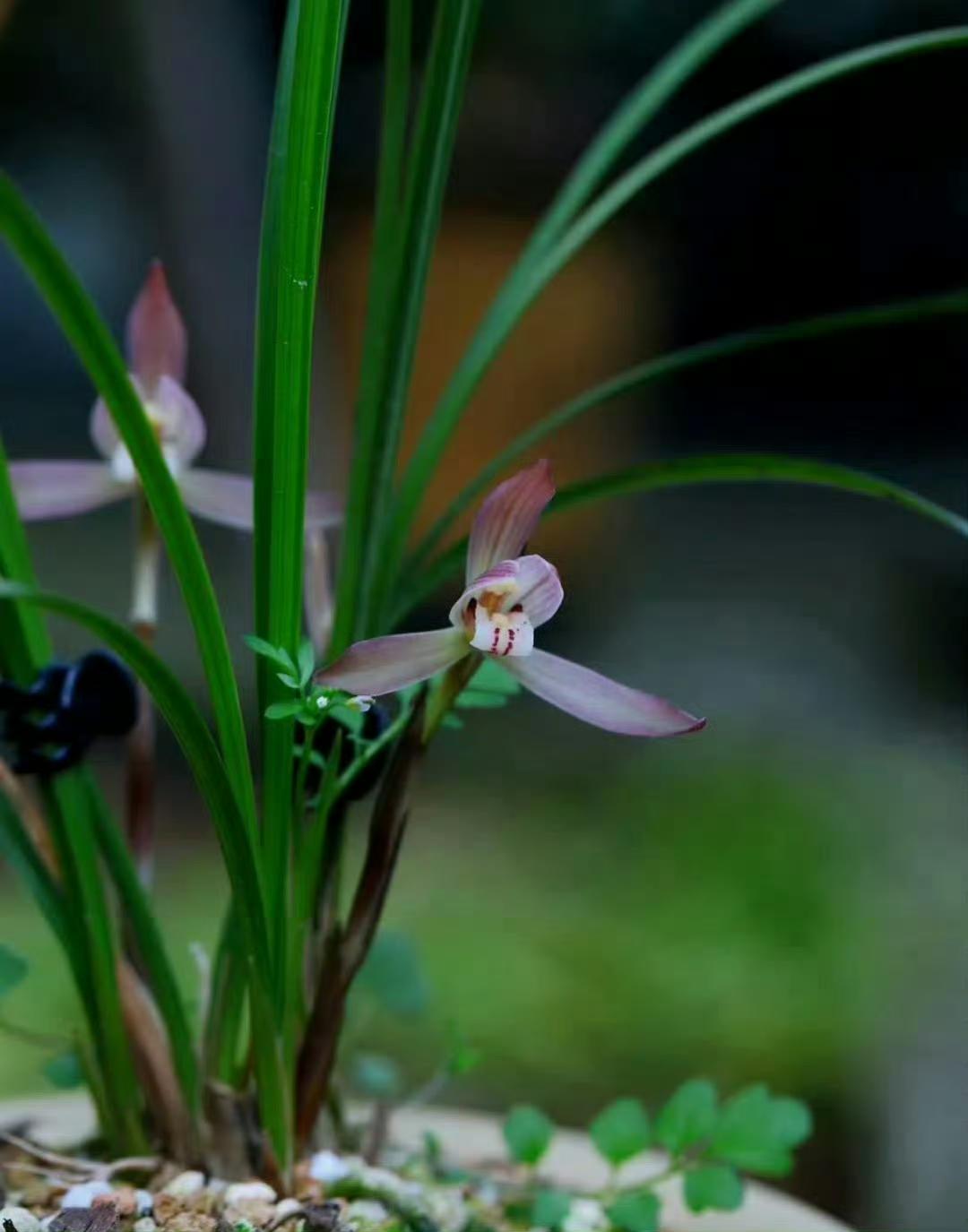 兰香熏梦醒 …  ” ​ ​​​
幽兰生前庭，含熏待清风——陶渊明《饮酒·十七》