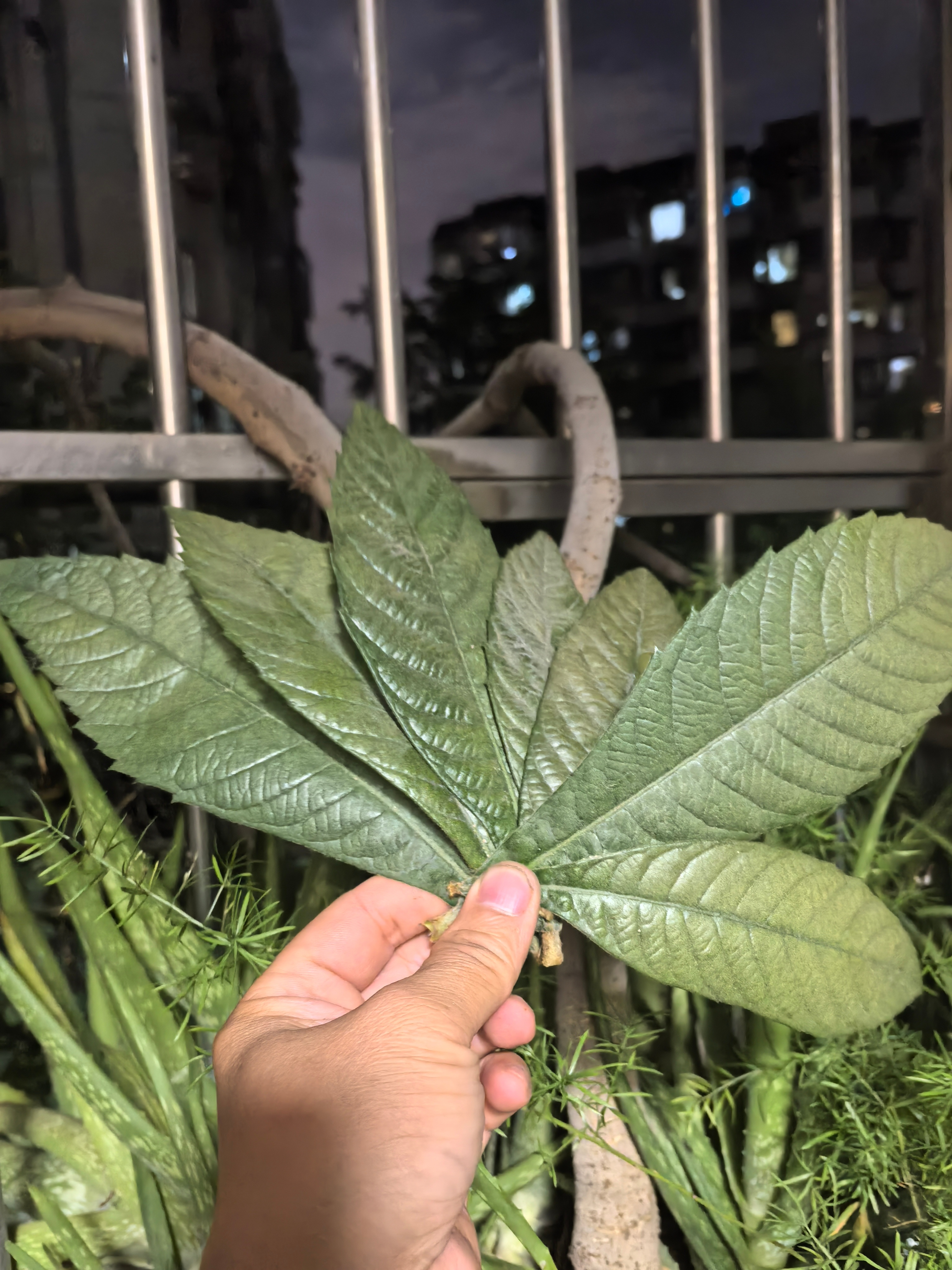 为了它长高点，我摘了它的叶几片。[捂脸] 