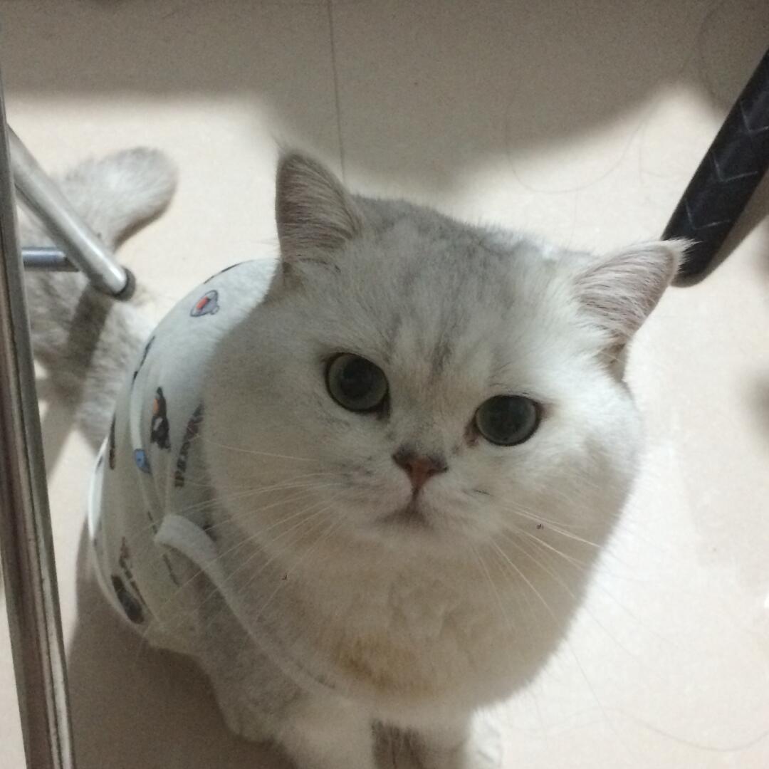 低像素镜头下的小猫～