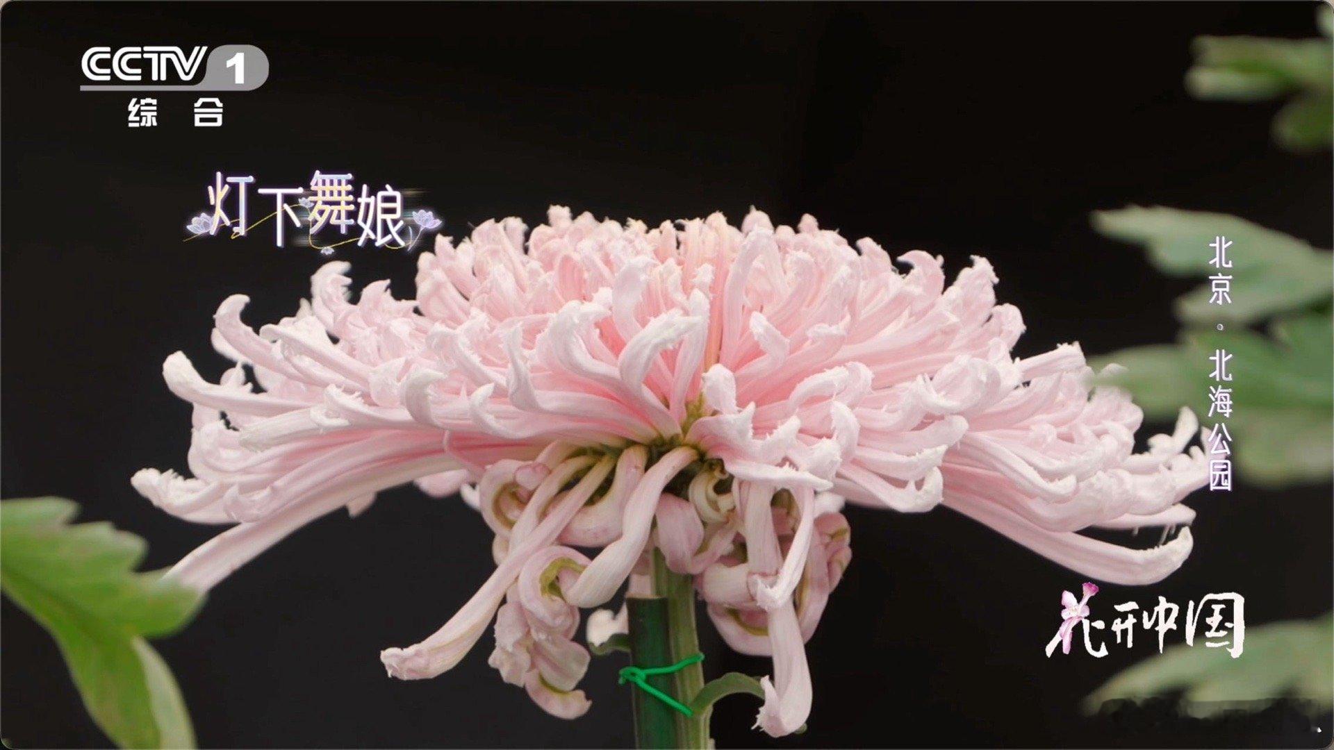 已经到了能看懂菊花美的年纪了中国人有多会取名 年少不懂菊花韵，如今才品出“傲霜枝