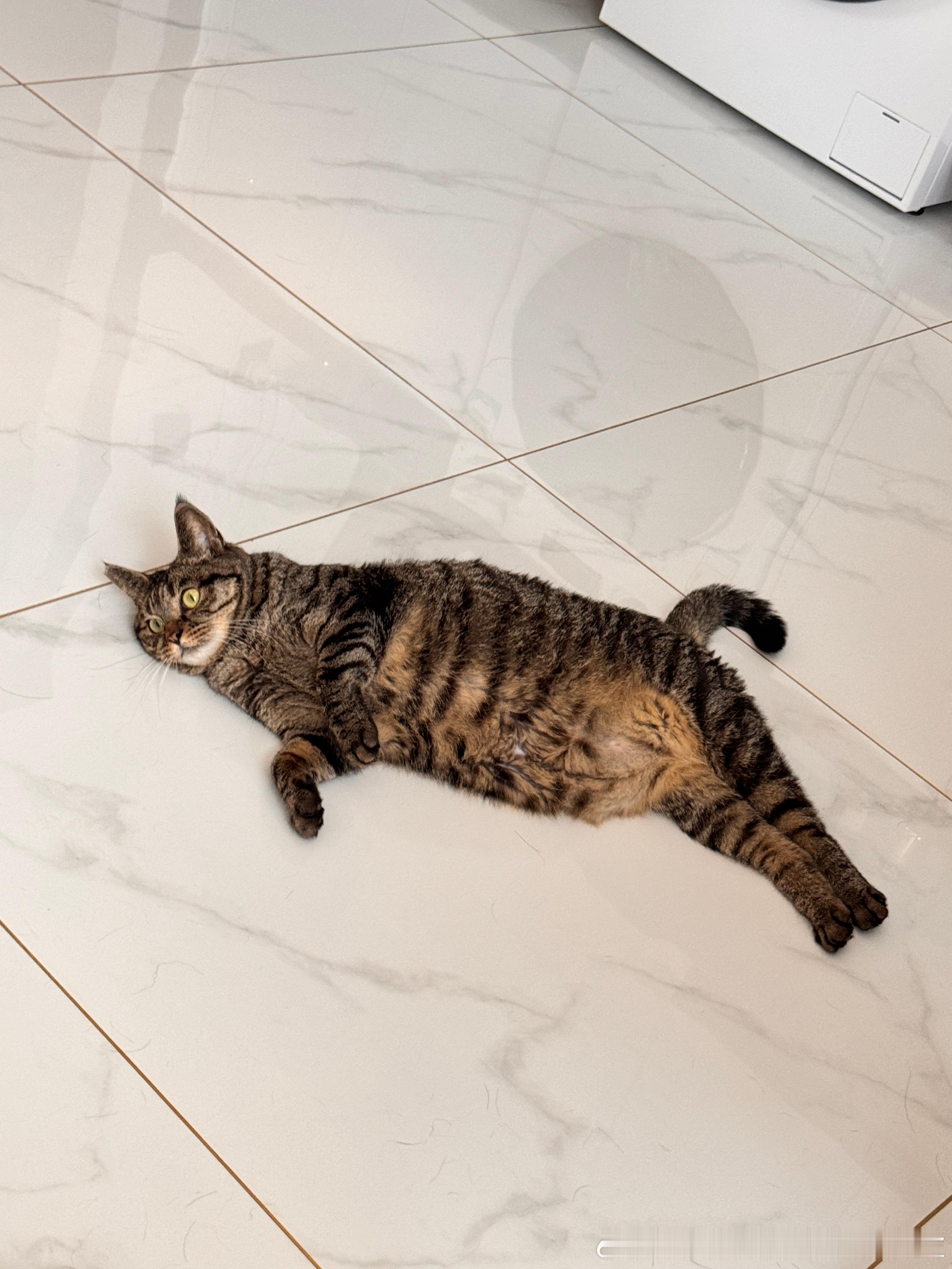 这才是这个小猫猫该有的可爱 