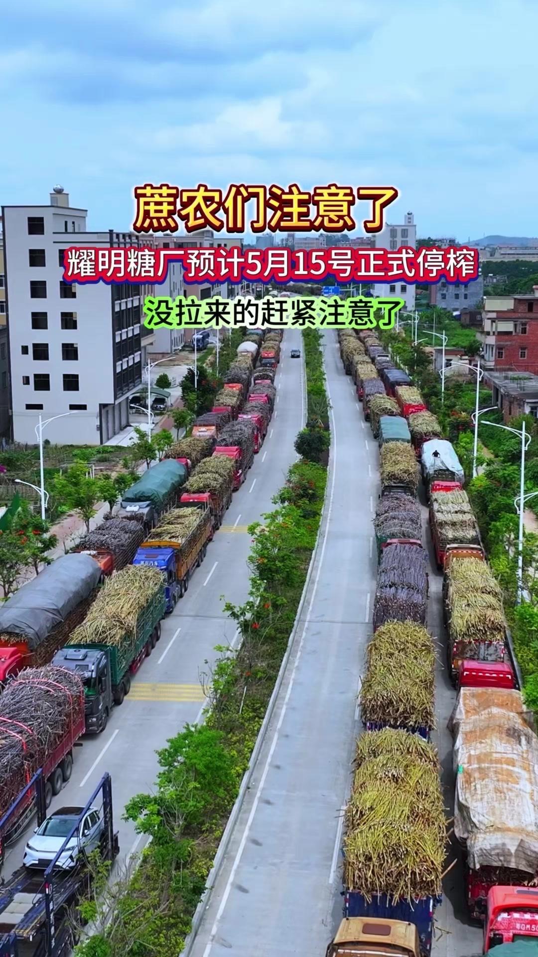 🍬化州糖厂停榨倒计时！5月15日耀明糖厂正式停榨，蔗农们注意啦，备好运输计划别