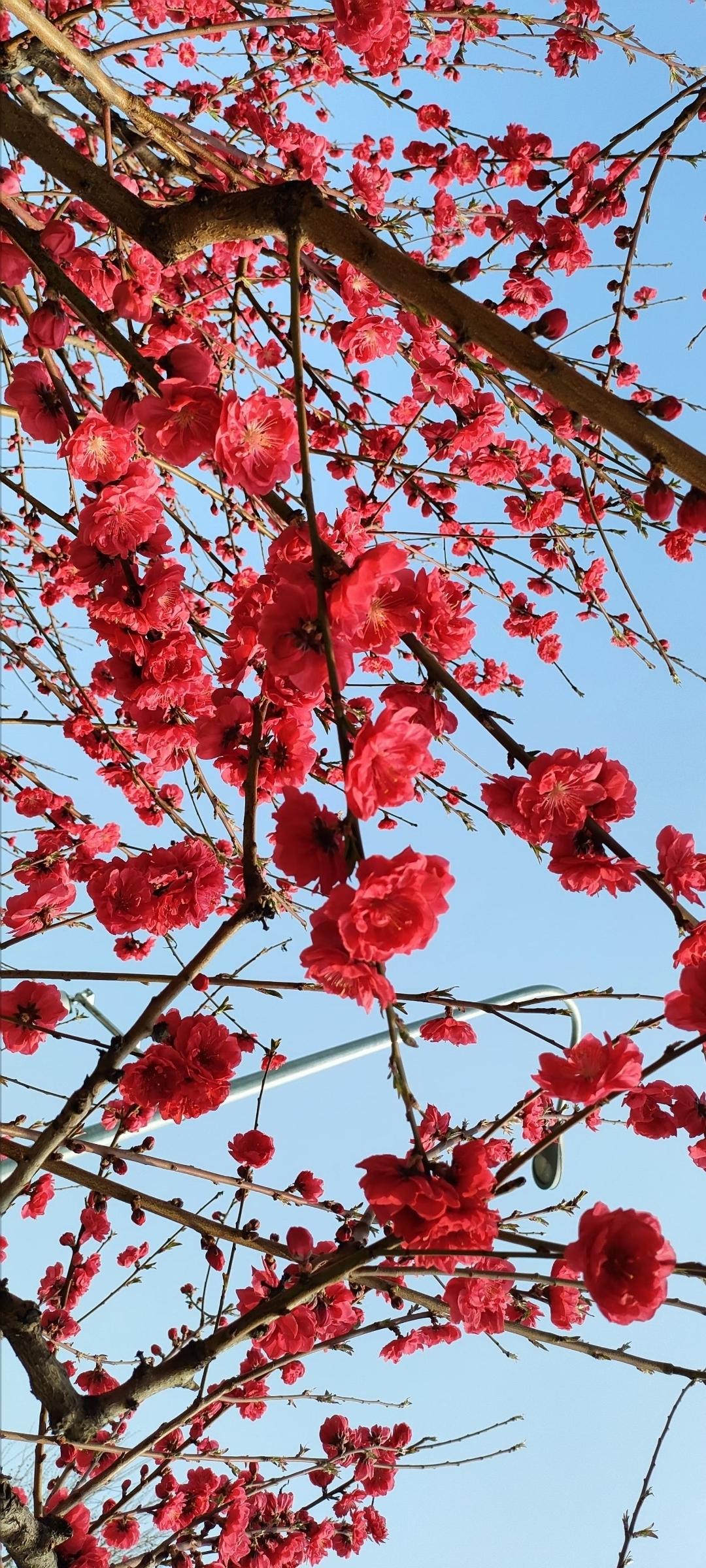 春日限定🌸 樱花盛开，美不胜收！🌸🌸🌸