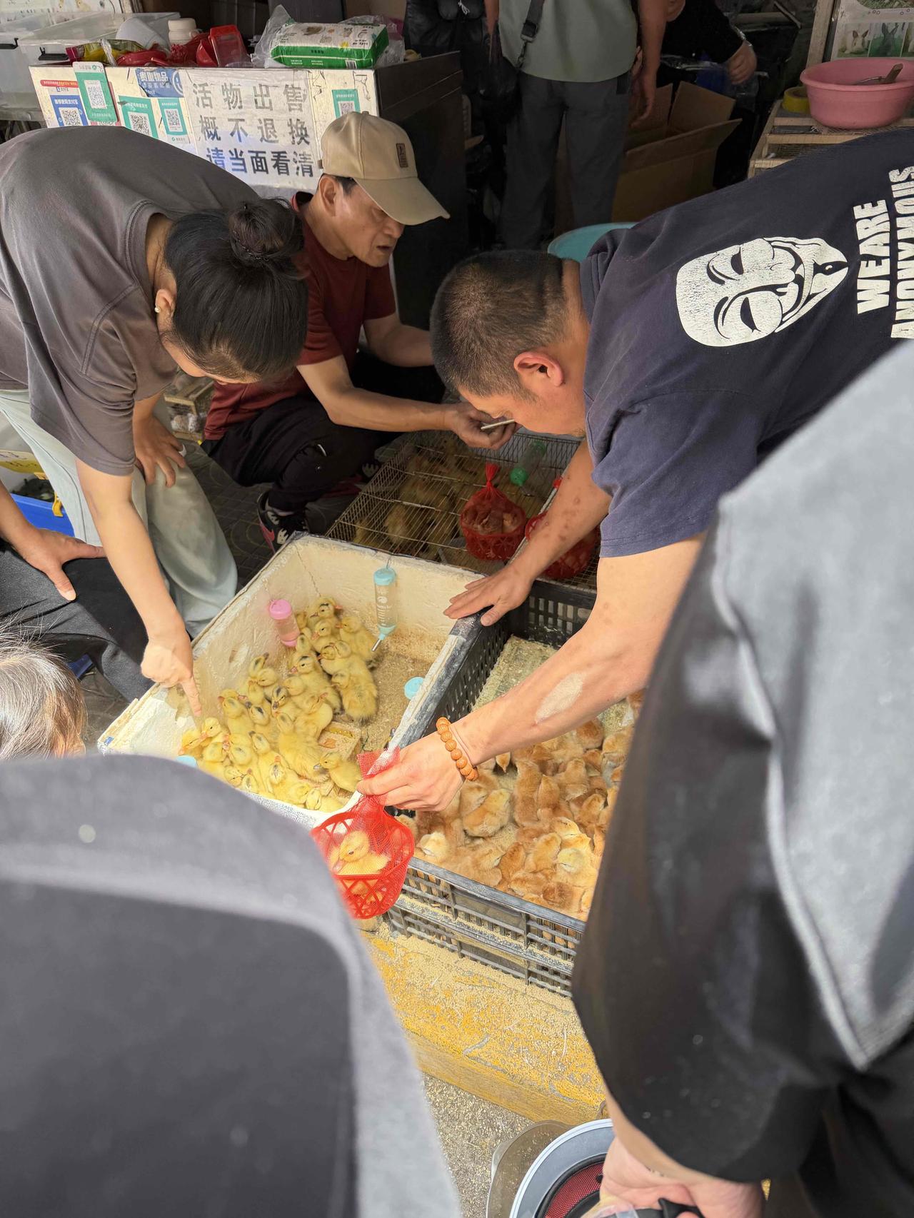 昨天上午，我逛西安档子，在西仓西巷，看到几位带娃的顾客，在购买小鸡小鸭，就走过去