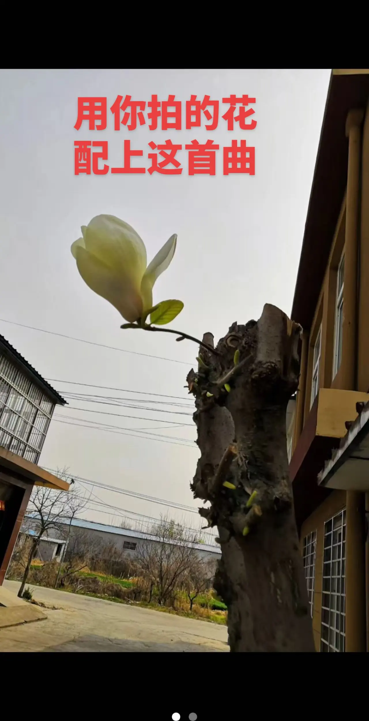 用你拍的花，配上这首曲，这是我亲自拍的我家后院的花，一枝独秀