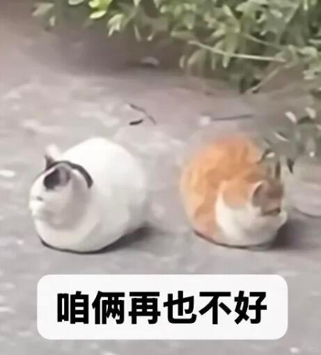 我要把自己自嬤成一只小猫然后名正言顺狠狠骂我家猫并狠狠哐哐打它看它下回还敢不敢咬