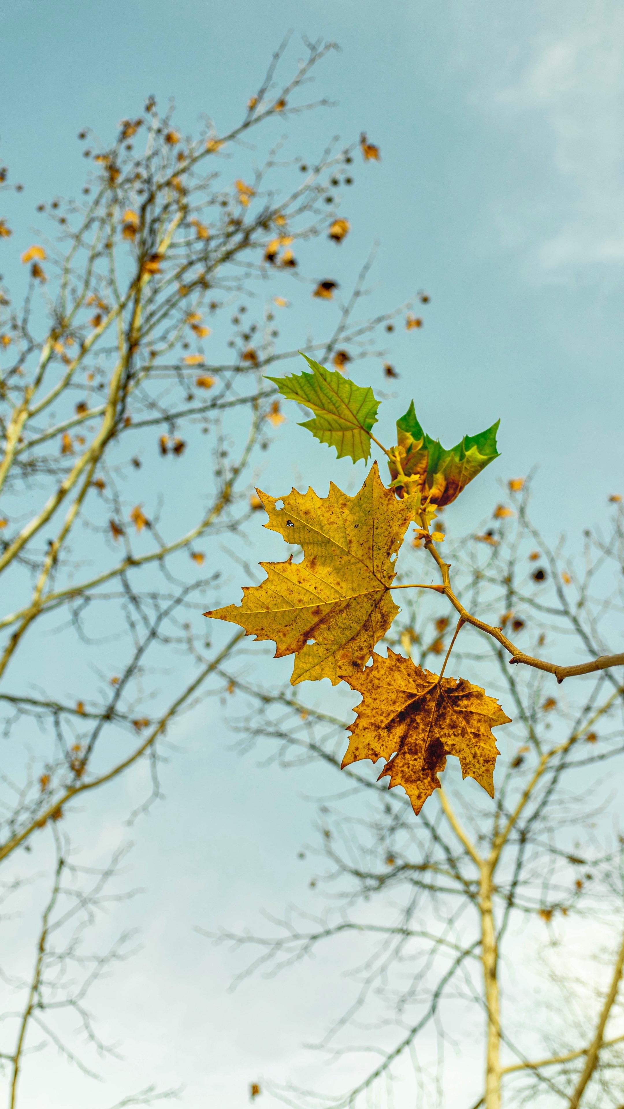 枫叶飘飘～ 🍁