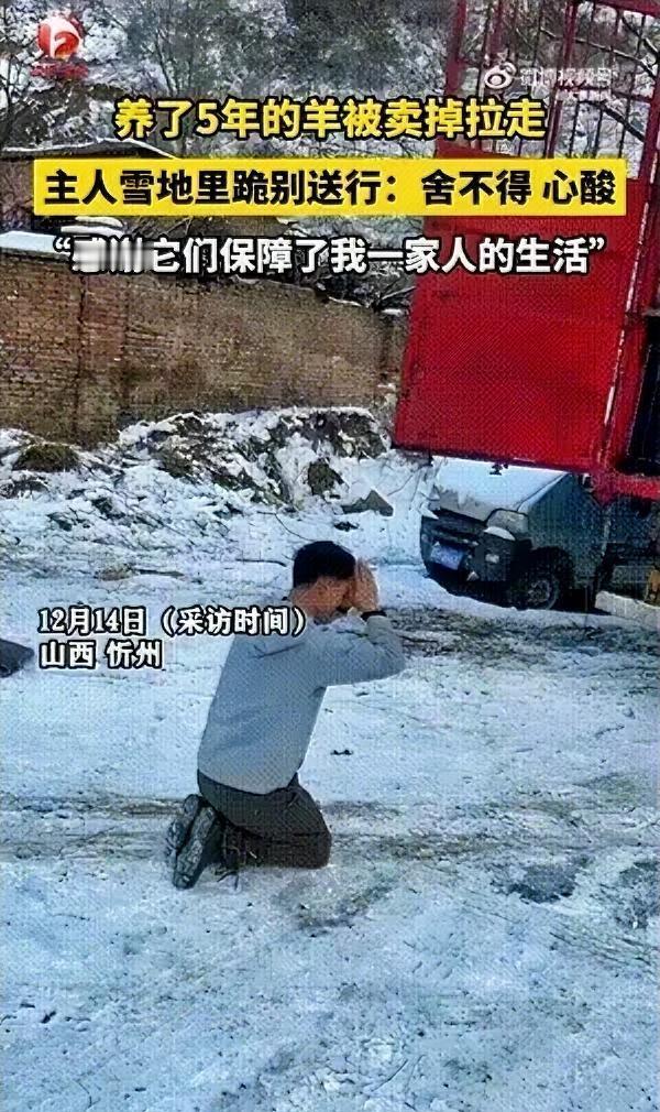 山西忻州一名男子将养了 5 年的羊卖掉，当所有羊都被装上车即将被带走时，男子再也